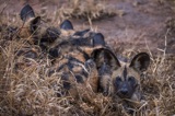 Serondella - Wild Dog pups